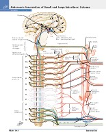 Frank H. Netter, MD - Atlas of Human Anatomy (6th ed ) 2014, page 339